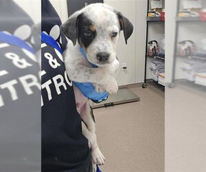 Mutt Dogs for adoption in Plano, TX, USA