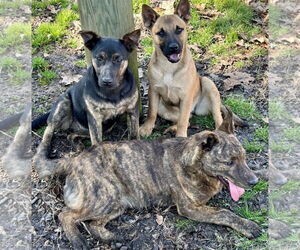 Catahoula Leopard Dog-Plott Hound Mix Dogs for adoption in Okolona, MS, USA