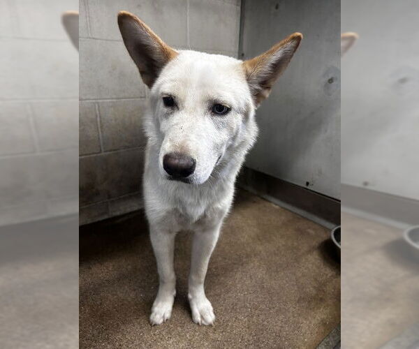 Medium Photo #1 German Shepherd Dog-Siberian Husky Mix Puppy For Sale in San Bernardino, CA, USA