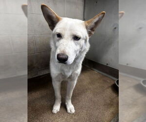 German Shepherd Dog-Siberian Husky Mix Dogs for adoption in San Bernardino, CA, USA