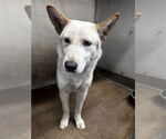 Small German Shepherd Dog-Siberian Husky Mix