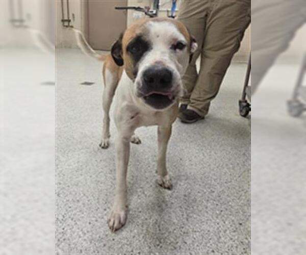 Medium Photo #1 Bullboxer Pit Puppy For Sale in Conroe, TX, USA