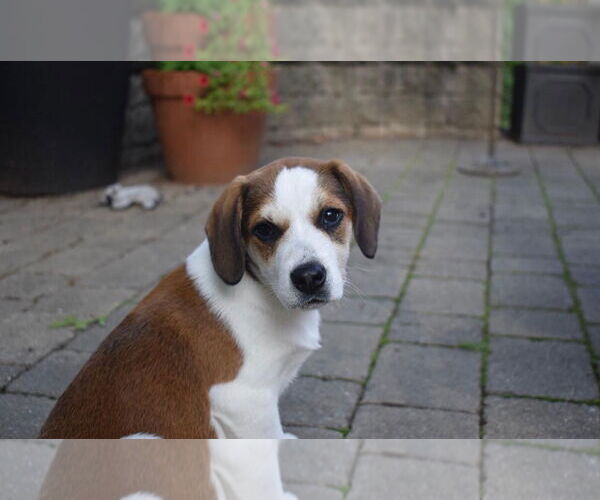Medium Photo #9 Beagle-Unknown Mix Puppy For Sale in Derwood, MD, USA
