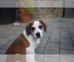Small #8 Beagle Mix