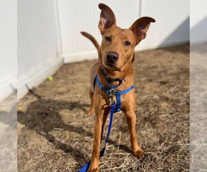 Basenji-Pharaoh Hound Mix Dogs for adoption in Boston, MA, USA