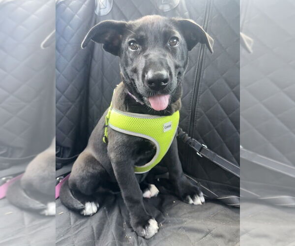 Medium Photo #28 Labrador Retriever-Unknown Mix Puppy For Sale in OKLAHOMA CITY, OK, USA