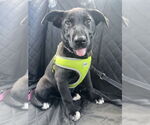 Small #27 Labrador Retriever Mix