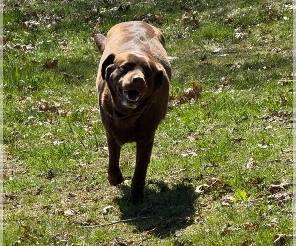 Medium Photo #2 Labrador Retriever Puppy For Sale in Monterey, VA, USA