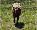 Small #1 Labrador Retriever