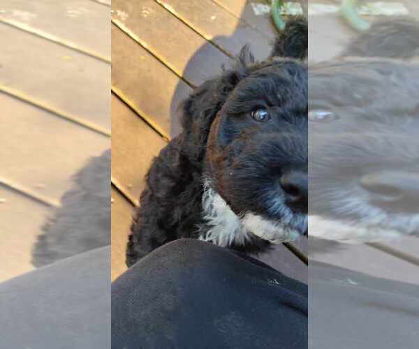 Medium Photo #3 Aussiedoodle Puppy For Sale in LONGVIEW, WA, USA