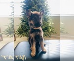 Small Photo #1 German Shepherd Dog Puppy For Sale in LANCASTER, CA, USA