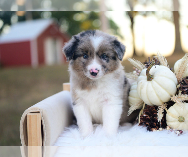 Medium Photo #3 Border Collie Puppy For Sale in CONWAY, MO, USA