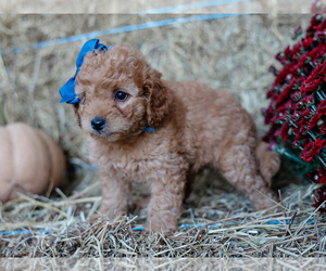 Cockapoo Puppy for sale in LIBERTY, KY, USA