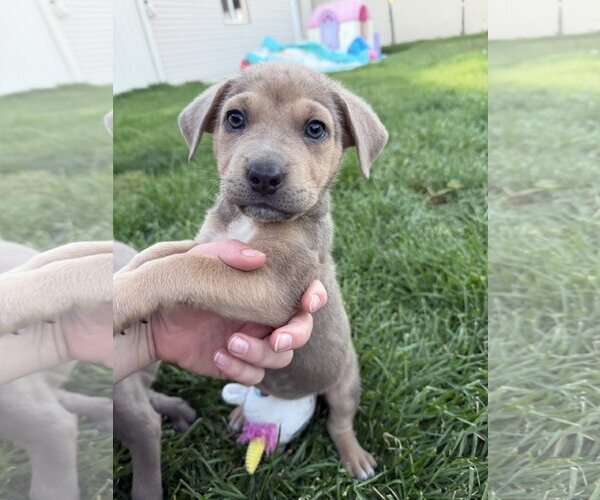 Medium Photo #5 Labrador Retriever-Unknown Mix Puppy For Sale in Sandy, UT, USA