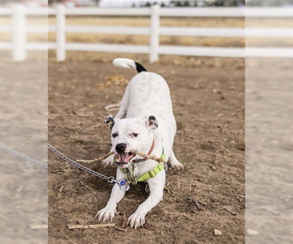 Medium Photo #2 Mutt Puppy For Sale in Fort Collins, CO, USA