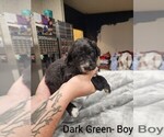 Small Photo #13 Aussiedoodle Puppy For Sale in BOONEVILLE, AR, USA