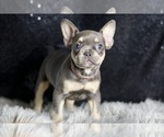 Puppy Lila AKC French Bulldog