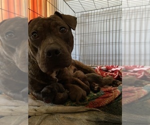 Mother of the American Bully puppies born on 03/12/2024