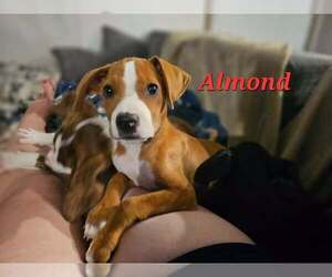 Labrador Retriever-Unknown Mix Dogs for adoption in Sheboygan, WI, USA