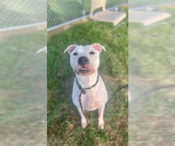 Medium Photo #1 American Pit Bull Terrier Puppy For Sale in Louisville, KY, USA