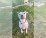 Small American Pit Bull Terrier