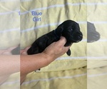 Small #4 Labradoodle
