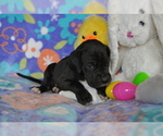Small Photo #2 Great Dane Puppy For Sale in CALDWELL, ID, USA