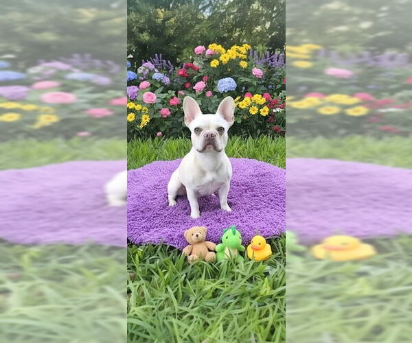 Medium Photo #2 French Bulldog Puppy For Sale in Weston, FL, USA