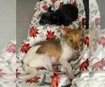 Small #6 Jack Russell Terrier Mix