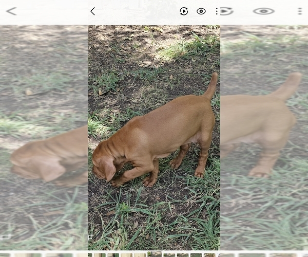 Medium Photo #1 Vizsla Puppy For Sale in ARLINGTON, TX, USA