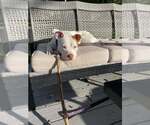Small #41 American Staffordshire Terrier-Labrador Retriever Mix