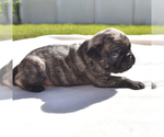 Small #1 Pug