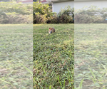 Small #2 Pembroke Welsh Corgi