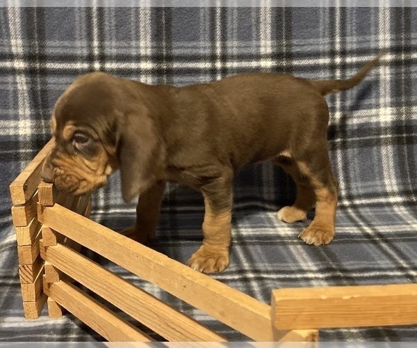 Medium Photo #4 Bloodhound Puppy For Sale in FORT MORGAN, CO, USA