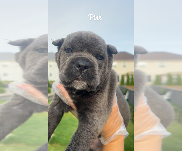 Medium Photo #6 Cane Corso Puppy For Sale in JOLIET, IL, USA