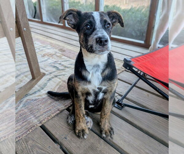 Medium Photo #9 Boxador Puppy For Sale in Vail, AZ, USA