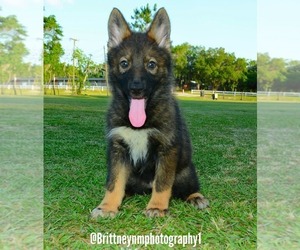 German Shepherd Dog-Siberian Husky Mix Puppy for sale in MULBERRY, FL, USA