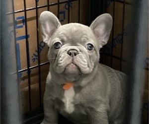 French Bulldog Puppy for sale in LOUISVILLE, KY, USA