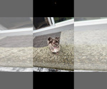 Small Photo #1 Yorkshire Terrier Puppy For Sale in FEDERAL WAY, WA, USA