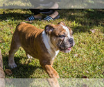 Small Photo #22 Olde English Bulldogge Puppy For Sale in OVERLAND, KS, USA