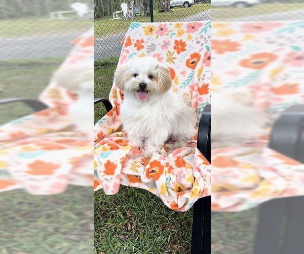 Medium Photo #9 Maltese Puppy For Sale in Weston, FL, USA
