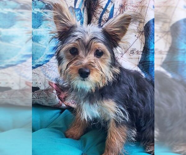 Medium Photo #7 Mutt Puppy For Sale in Tustin, CA, USA