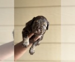 Small Photo #5 Schnauzer (Miniature) Puppy For Sale in KATY, TX, USA