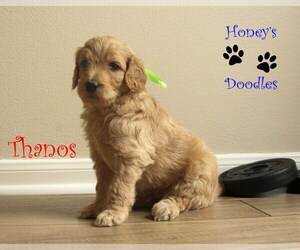 Goldendoodle Puppy for sale in FRIENDSWOOD, TX, USA