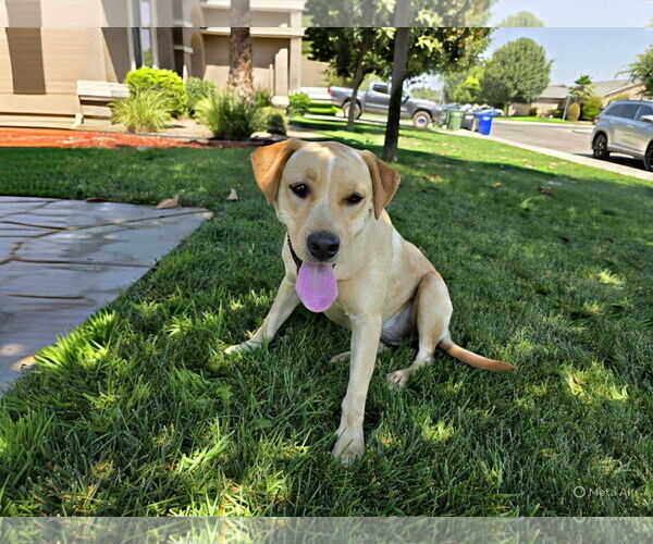 Medium Photo #4 Labrador Retriever-Unknown Mix Puppy For Sale in Clovis, CA, USA