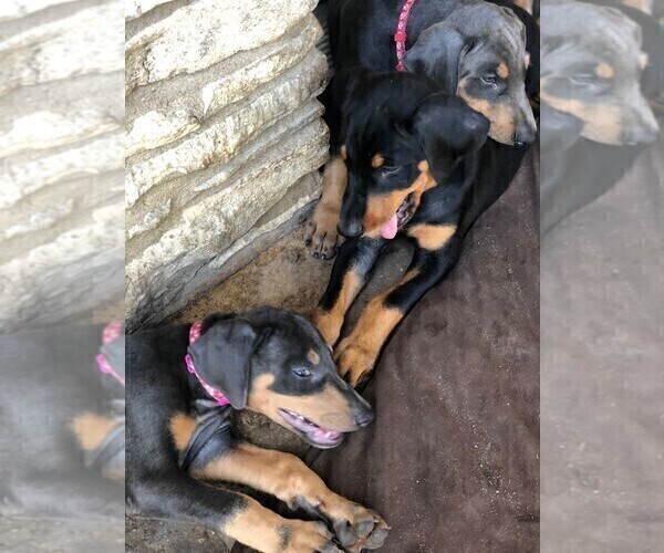 Medium Photo #8 Doberman Pinscher Puppy For Sale in AUSTIN, TX, USA