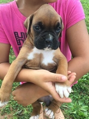 Boxer Puppy for sale in DILLWYN, VA, USA