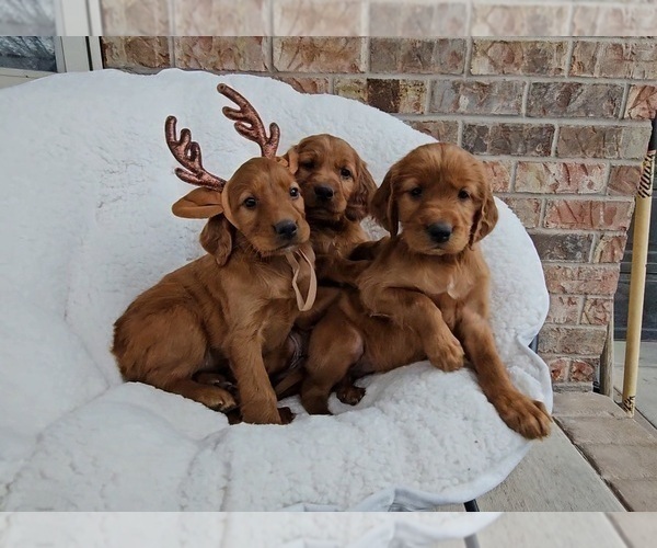 Medium Photo #3 Irish Setter Puppy For Sale in OREM, UT, USA