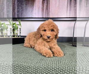 Goldendoodle (Miniature) Puppy for sale in FRANKLIN, IN, USA