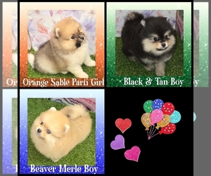 Pomeranian Puppy for sale in KINGMAN, AZ, USA